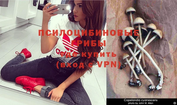 сатива Аркадак